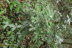 Cephalotaxus mannii